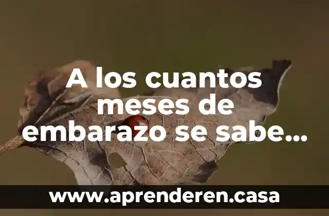 A los cuantos meses de embarazo se sabe que es