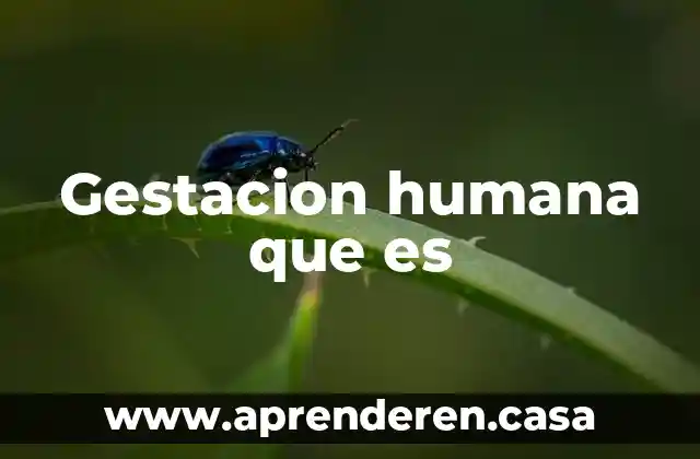 Cuando las personas aprenden lo que es formación humana 3 Gestacion humana que es