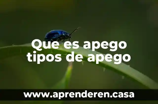 Que es apego tipos de apego