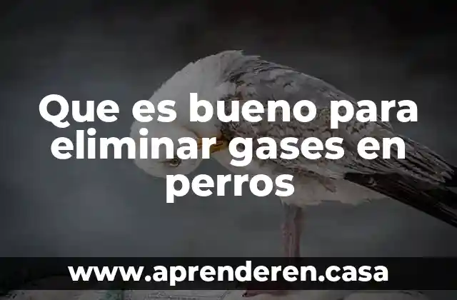 Que es bueno para eliminar gases en perros
