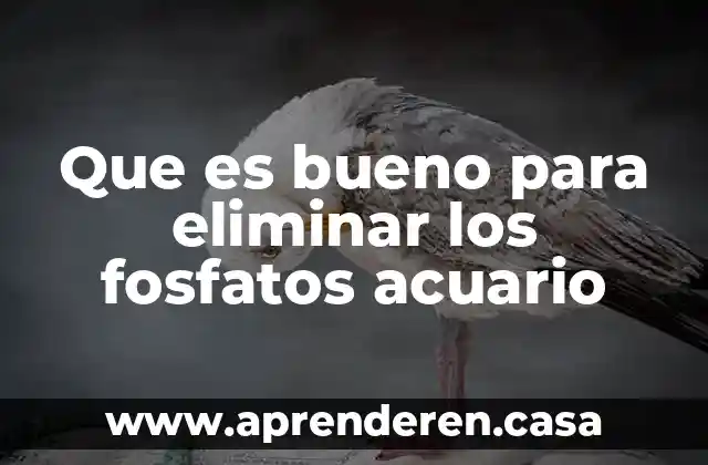 Que es bueno para eliminar los fosfatos acuario