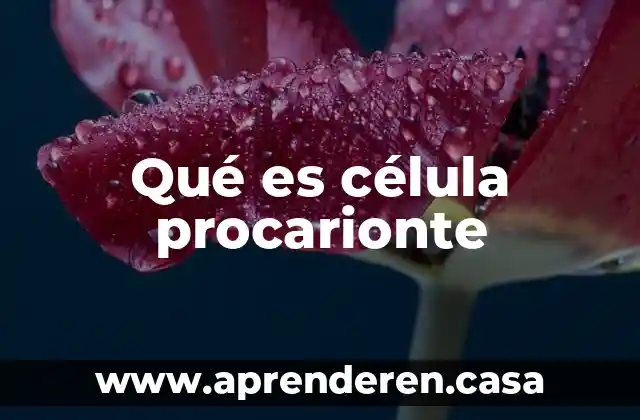 Qué es célula procarionte