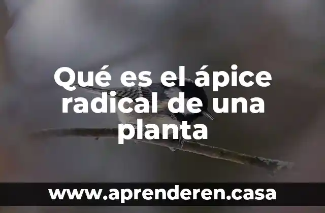 Qué es el ápice radical de una planta