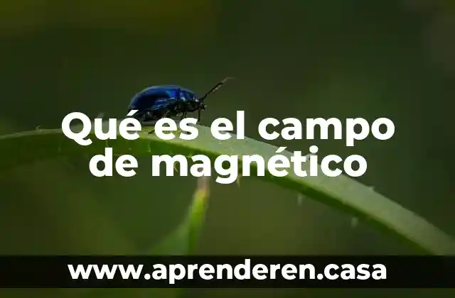 Que es una bobinas de campo en un motor universal 3 Qué es el campo de magnético