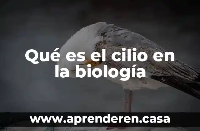 Qué es el cilio en la biología