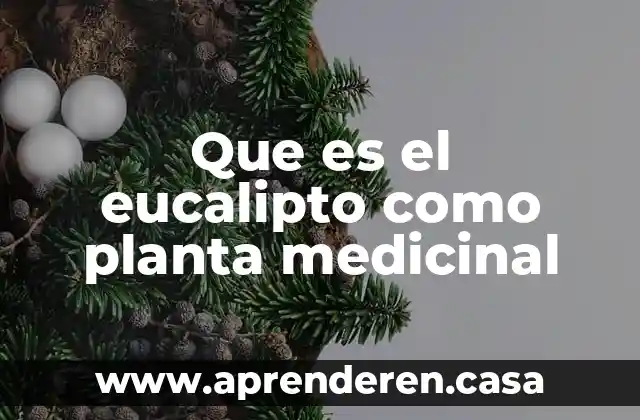 Que es el eucalipto como planta medicinal