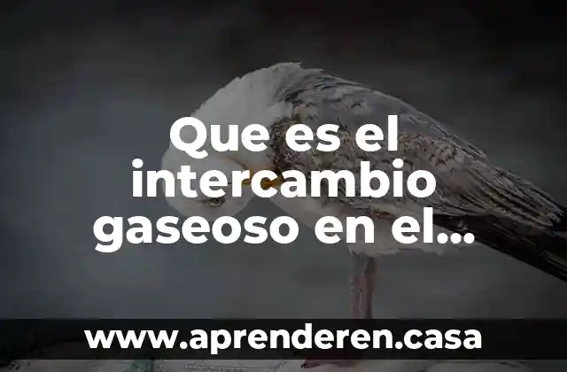 Que es el intercambio gaseoso en el medio ambiente