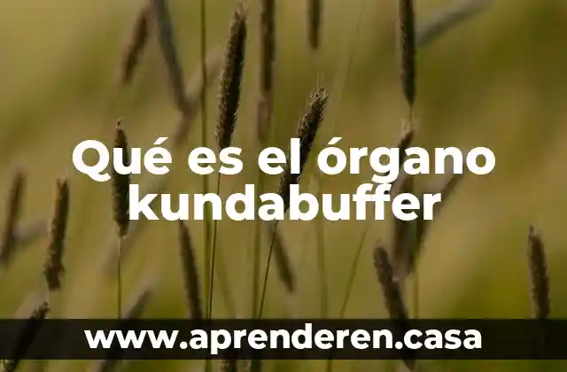 Qué es el órgano kundabuffer