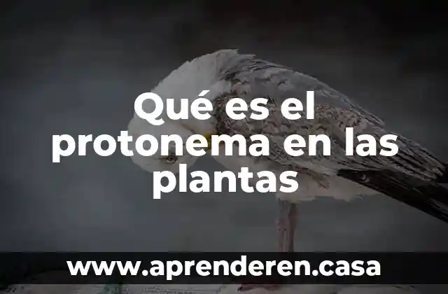 Qué es el protonema en las plantas