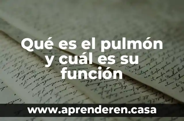 Qué es el pulmón y cuál es su función