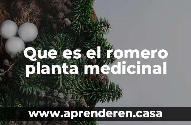 Que es el romero planta medicinal