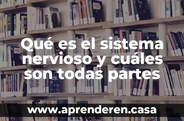 Qué es el sistema nervioso y cuáles son todas partes
