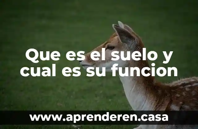 Que es el suelo y cual es su funcion