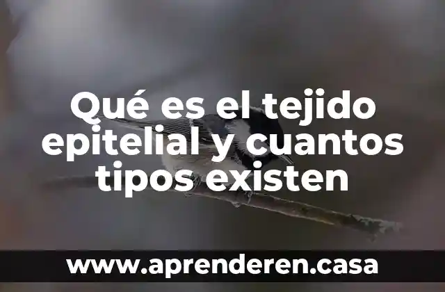 Qué es el tejido epitelial y cuantos tipos existen