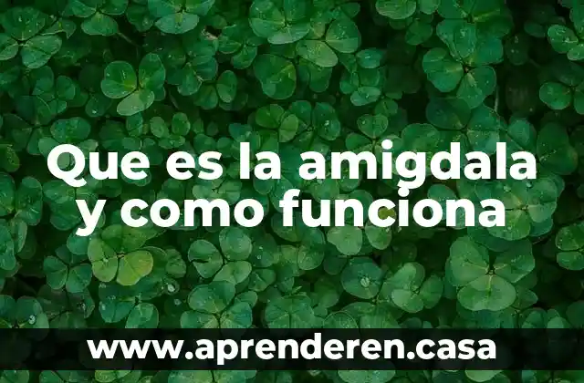 Que es la amigdala y como funciona