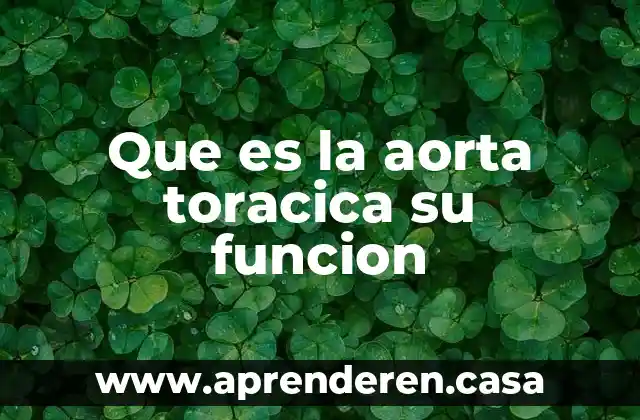 Que es la aorta toracica su funcion