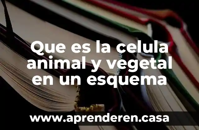 Que es la celula animal y vegetal en un esquema