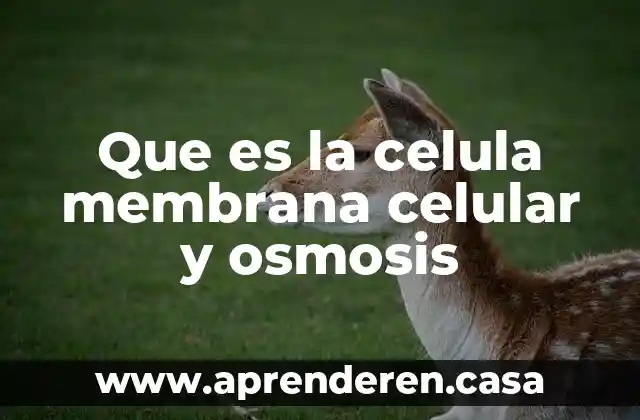 Que es la celula membrana celular y osmosis