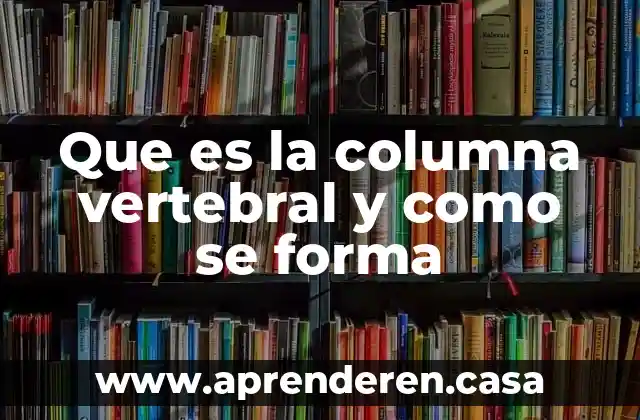 Que es la columna vertebral y como se forma