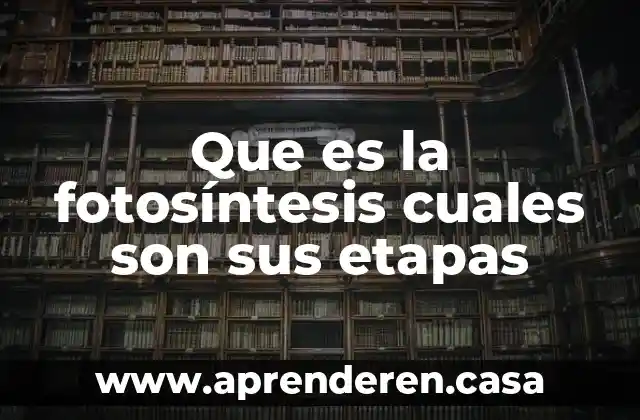 Que es la fotosíntesis cuales son sus etapas