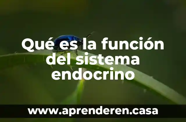Qué es la función del sistema endocrino