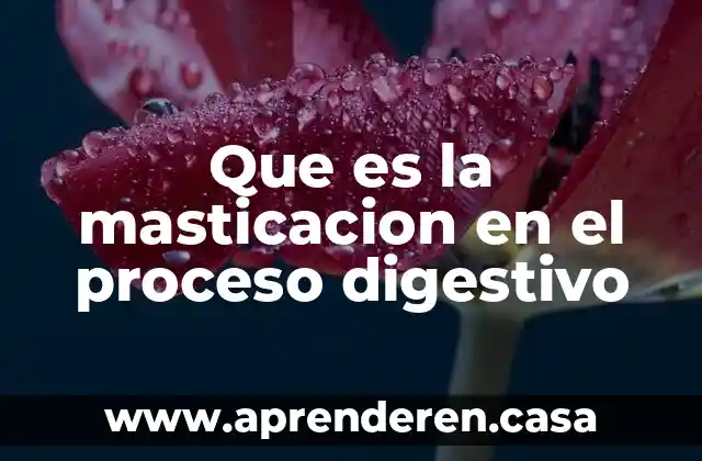 Que es la masticacion en el proceso digestivo