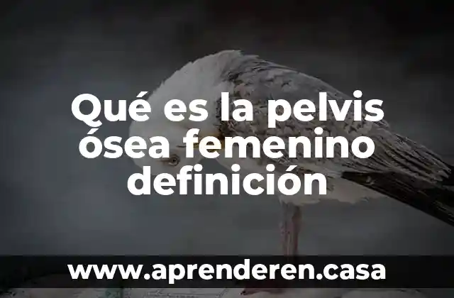 Qué es la pelvis ósea femenino definición