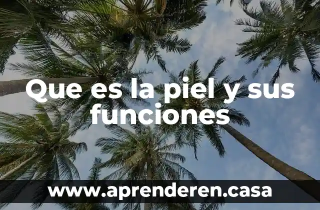 Que es la piel y sus funciones