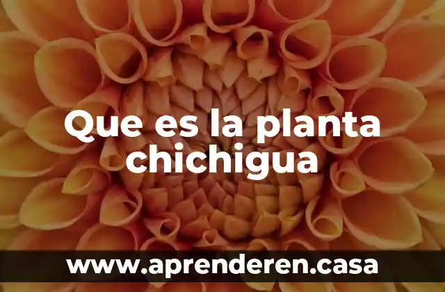 Que es la planta chichigua