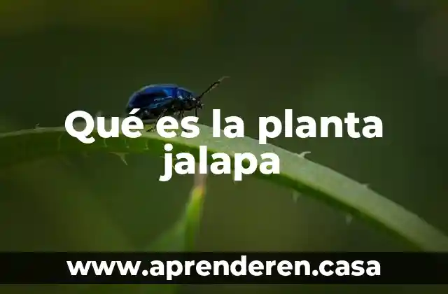 Qué es una planta de gas 4 Qué es la planta jalapa