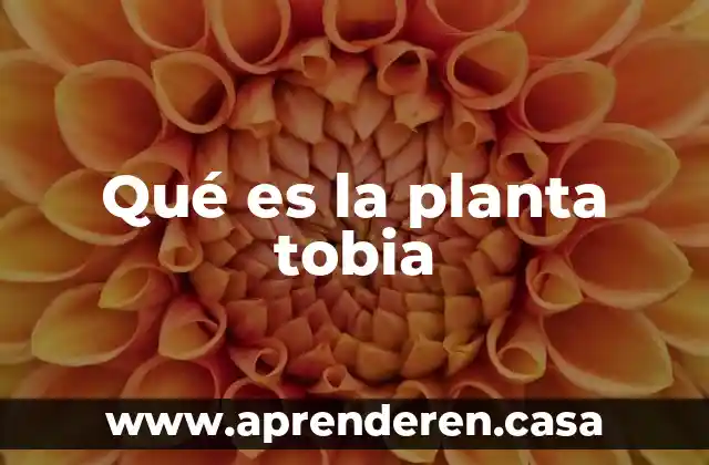 Qué es la planta tobia