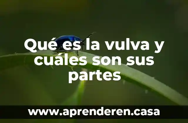 Qué es la vulva y cuáles son sus partes