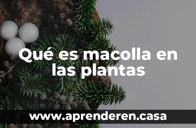 Qué es macolla en las plantas