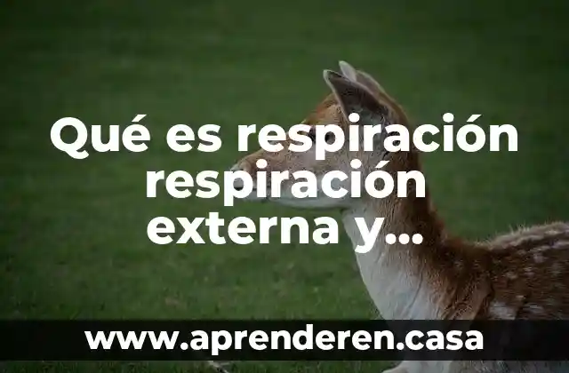 Qué es respiración respiración externa y respiración interna