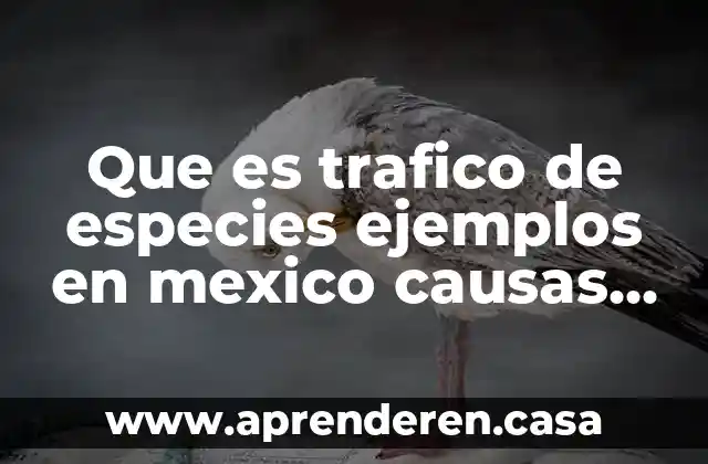 Que es la contaminación del agua consecuencias 8 Que es trafico de especies ejemplos en mexico causas y consecuencias