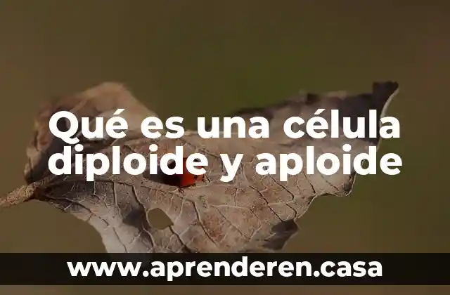 Qué es una célula diploide y aploide