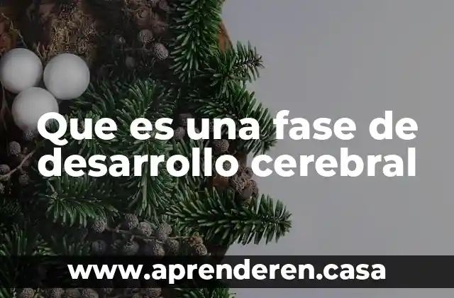 Que es una fase de desarrollo cerebral