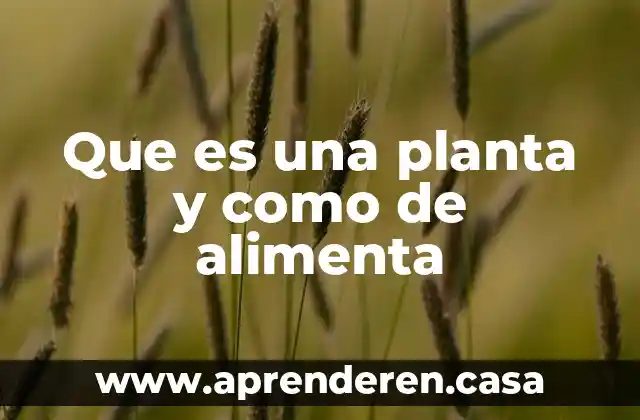 Que es una planta y como de alimenta