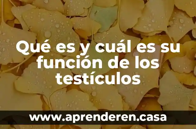 Qué es y cuál es su función de los testículos
